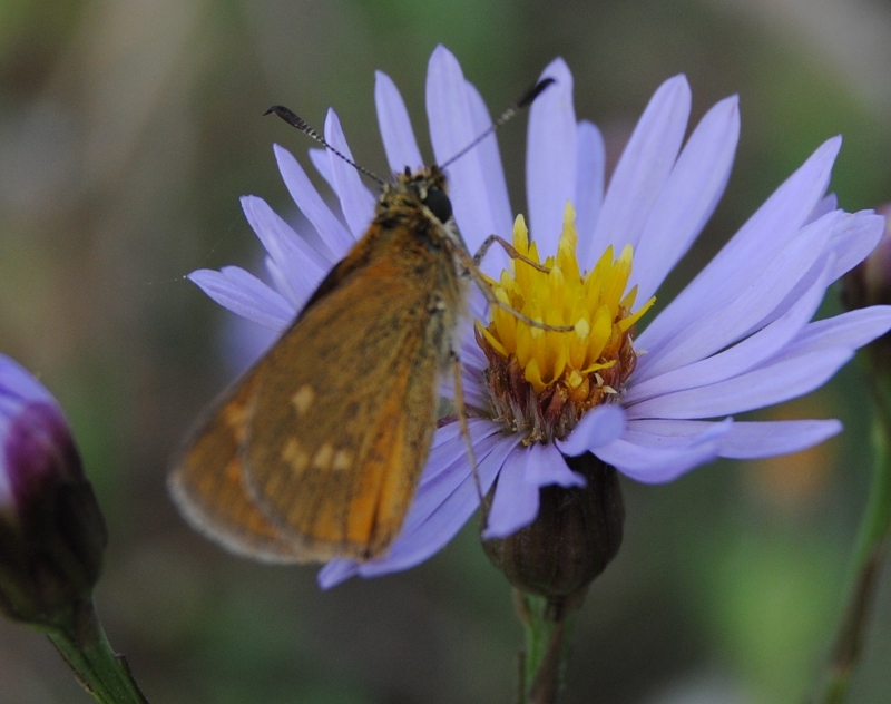 Id - Ochlodes sylvanus